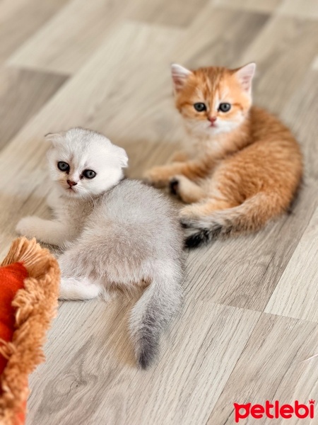 Scottish Fold, Kedi  Kedi fotoğrafı