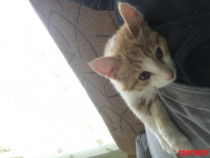 Tekir Kedi, Kedi  Tarçın fotoğrafı