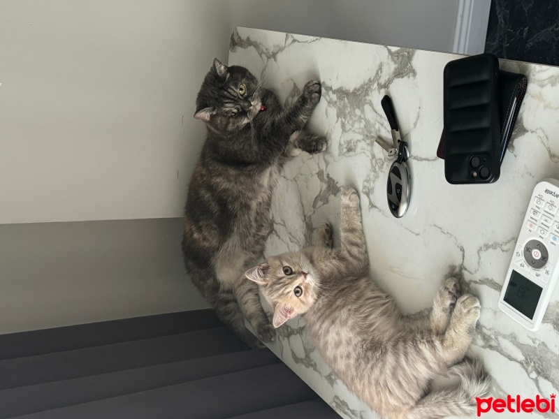 British Shorthair, Kedi  Fındık fotoğrafı