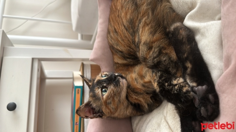 Tekir Kedi, Kedi  Gofret fotoğrafı