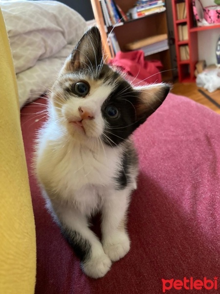 Tekir Kedi, Kedi  Gofret fotoğrafı