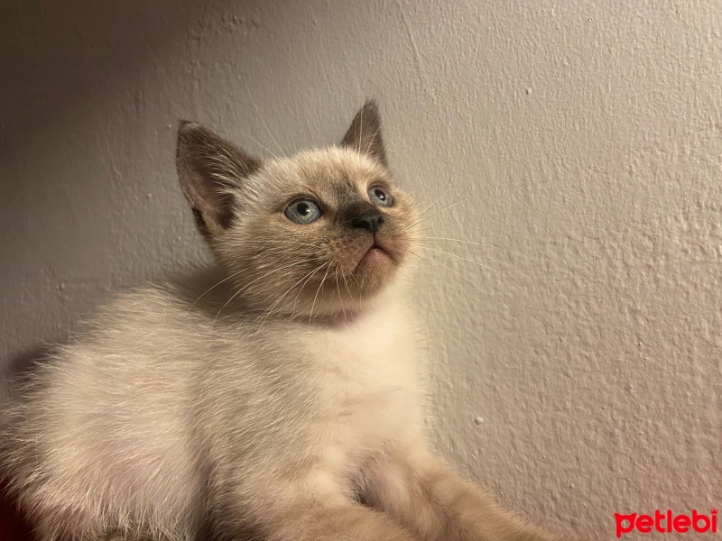 British Shorthair, Kedi  Yavrum fotoğrafı