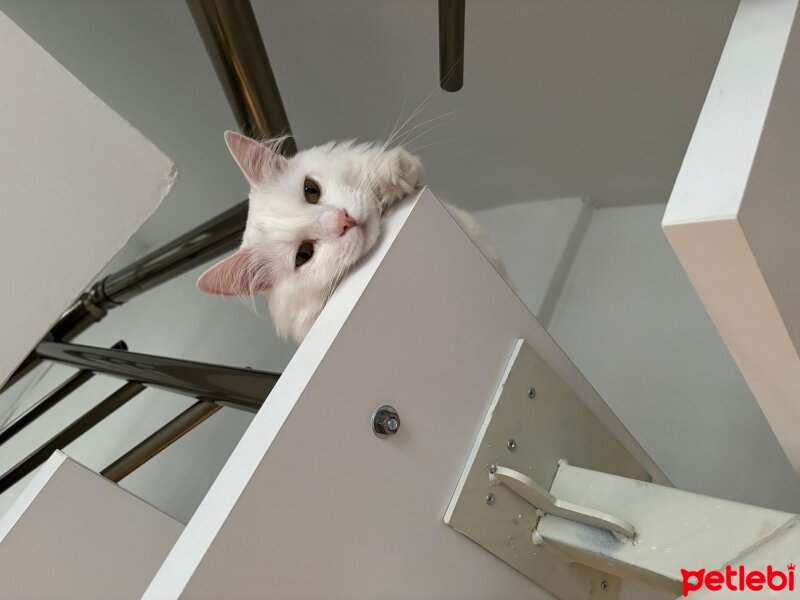 Ankara Kedisi, Kedi  Puffy fotoğrafı