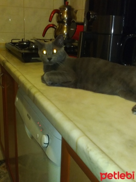 Tekir Kedi, Kedi  Luna fotoğrafı