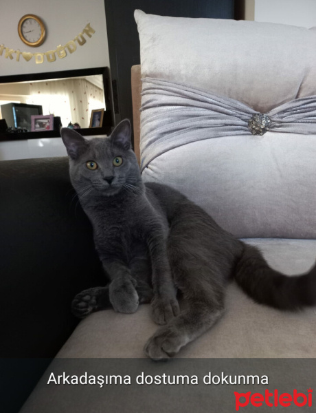 Tekir Kedi, Kedi  Luna fotoğrafı