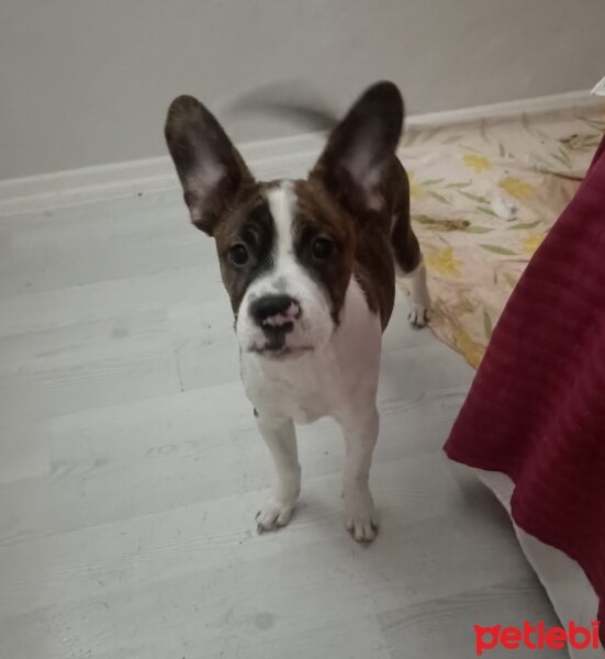 Fox Terrier (Smooth), Köpek  Lokum fotoğrafı