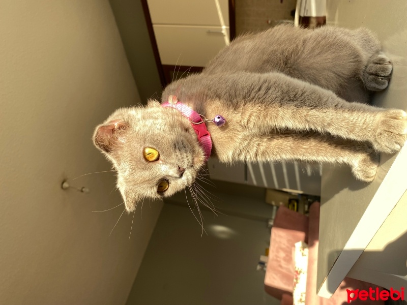 British Shorthair, Kedi  ADEL fotoğrafı