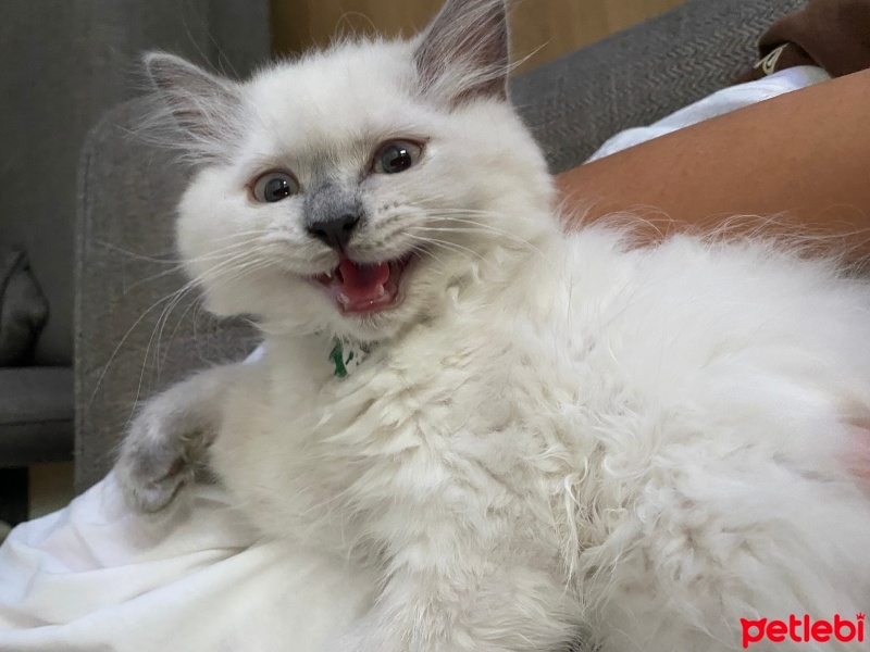 British Longhair, Kedi  Maya fotoğrafı