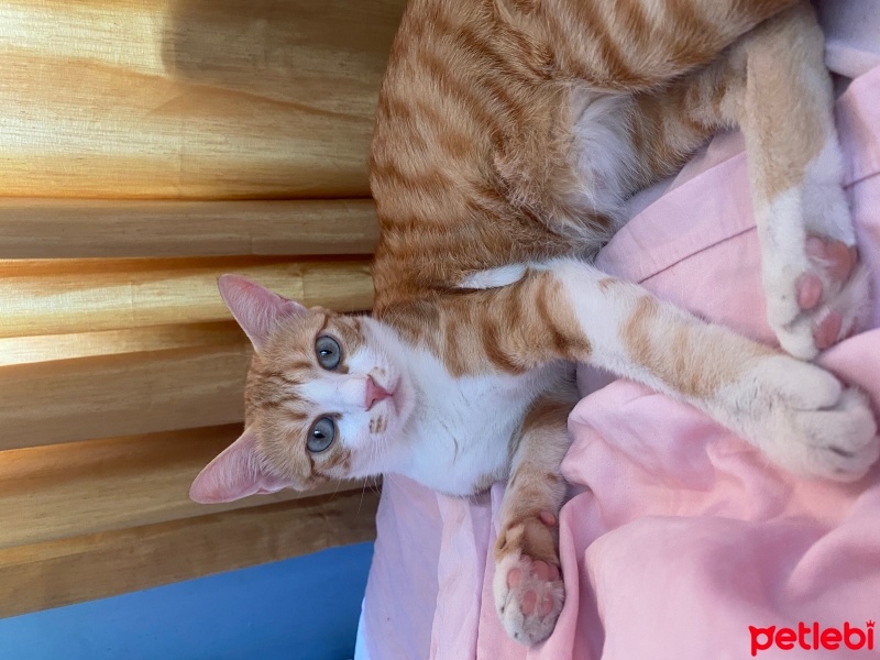Sarman, Kedi  Mia Su fotoğrafı