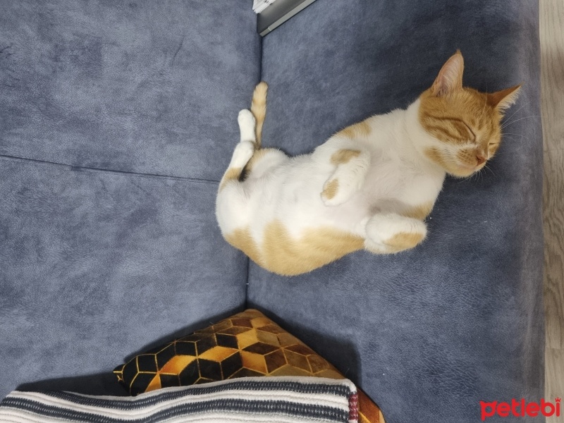 Tekir Kedi, Kedi  Mestan fotoğrafı