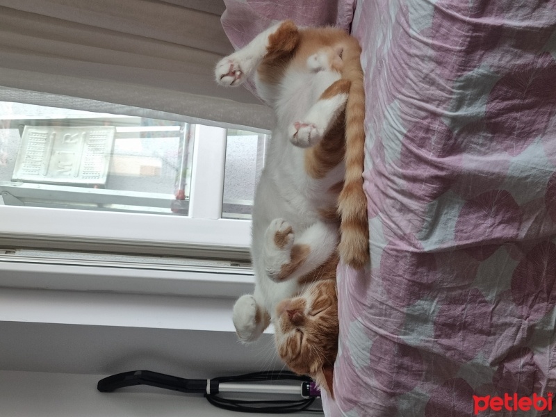 Tekir Kedi, Kedi  Mestan fotoğrafı