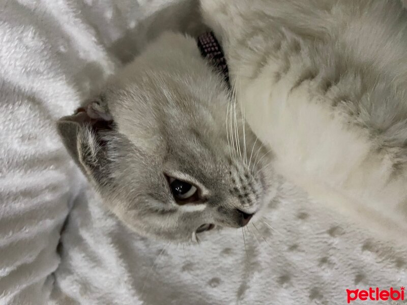 Scottish Fold, Kedi  Miya fotoğrafı