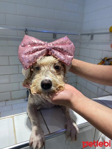 Maltese, Köpek  Şila fotoğrafı