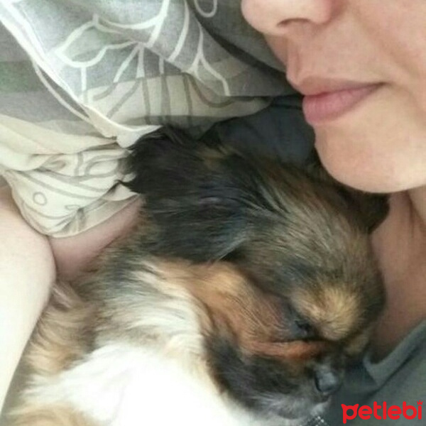 Pekingese, Köpek  Lofi fotoğrafı