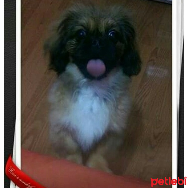 Pekingese, Köpek  Lofi fotoğrafı