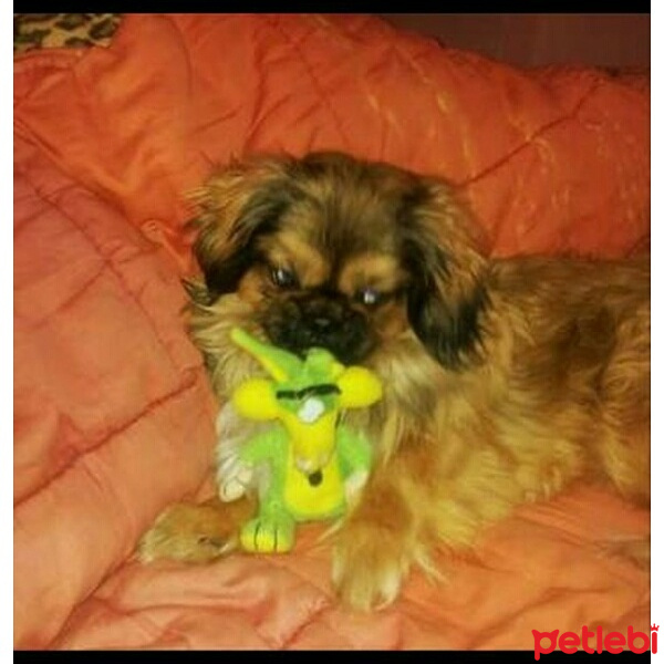 Pekingese, Köpek  Lofi fotoğrafı