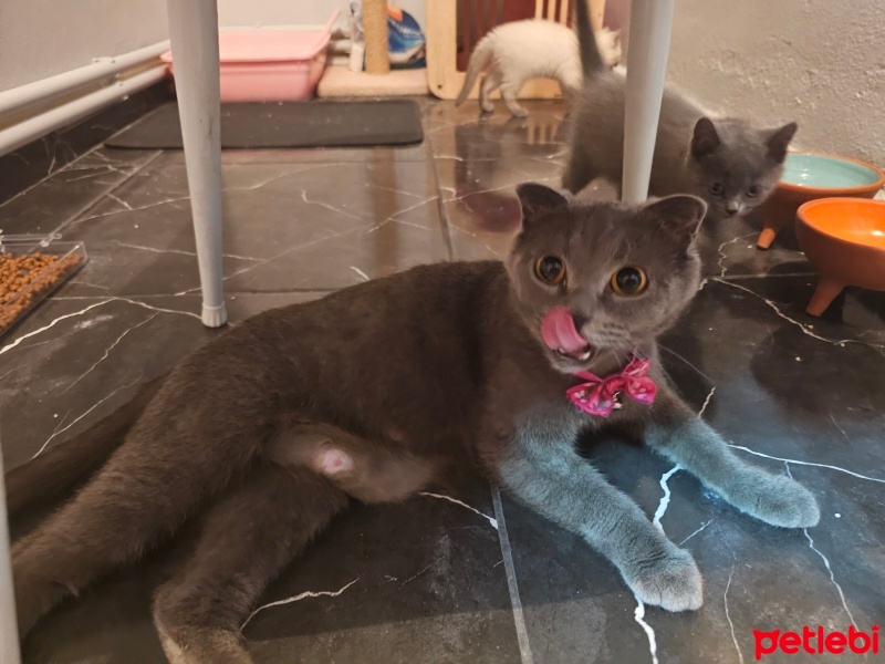 Scottish Fold, Kedi  Kelebek fotoğrafı