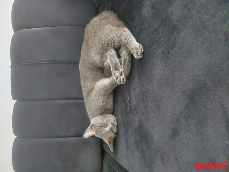 British Shorthair, Kedi  Muezza fotoğrafı