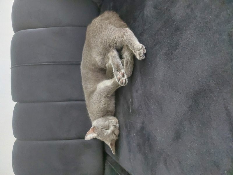 British Shorthair, Kedi  Muezza fotoğrafı