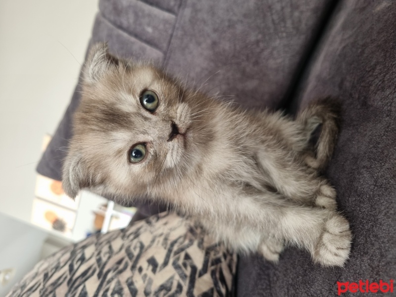 Scottish Fold, Kedi  Sokrates fotoğrafı
