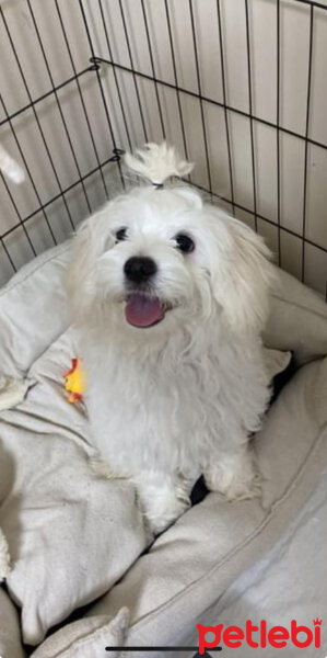 Maltese, Köpek  Odin fotoğrafı