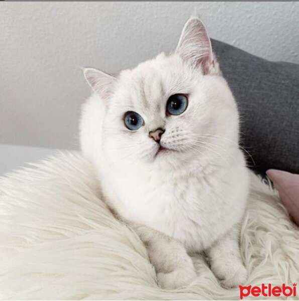 British Shorthair, Kedi  Çiko fotoğrafı