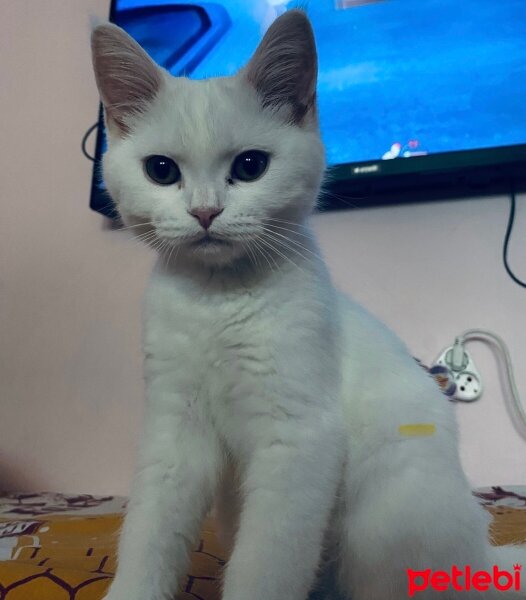 British Shorthair, Kedi  Ponçik fotoğrafı