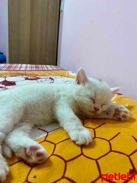 British Shorthair, Kedi  Ponçik fotoğrafı