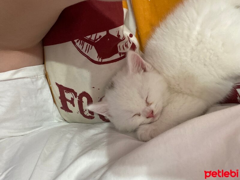 British Shorthair, Kedi  Ponçik fotoğrafı