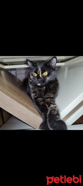 Tekir Kedi, Kedi  Karamel fotoğrafı
