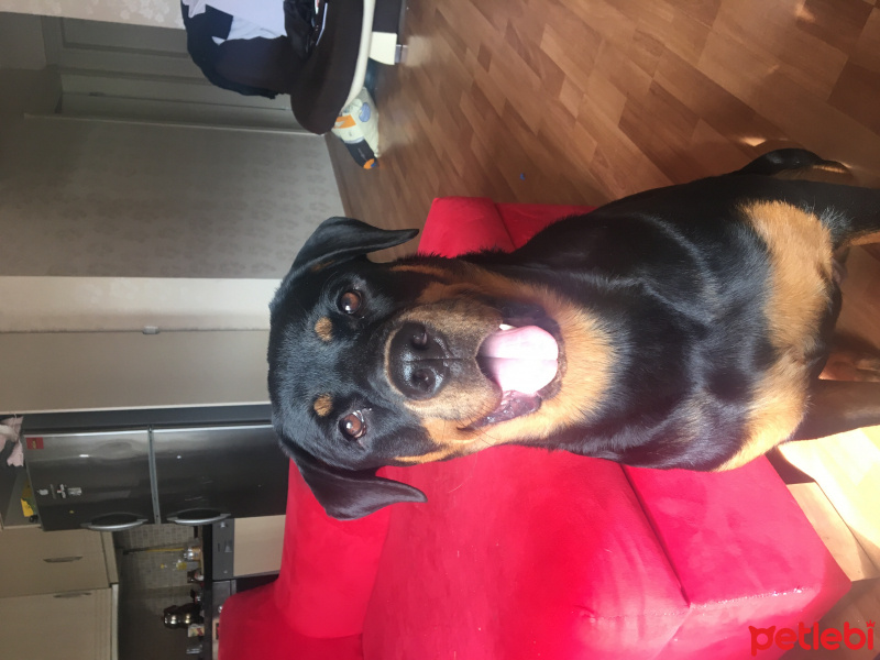 Rottweiler, Köpek  Malt fotoğrafı