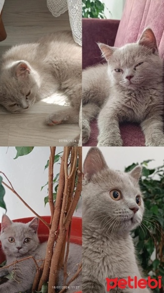 British Shorthair, Kedi  Duman fotoğrafı