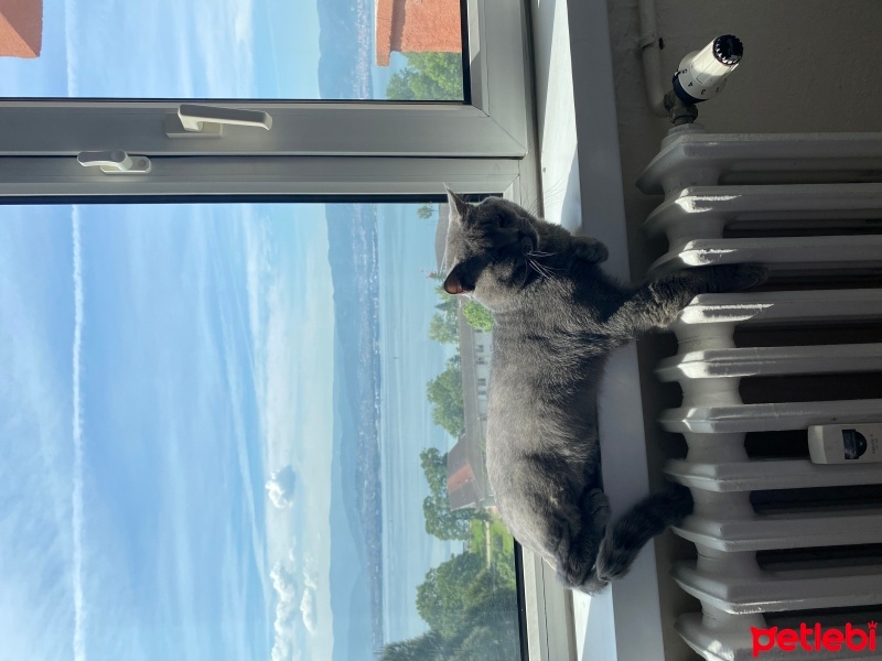 British Shorthair, Kedi  Şakir fotoğrafı