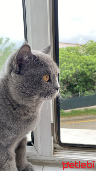 British Shorthair, Kedi  Şakir fotoğrafı