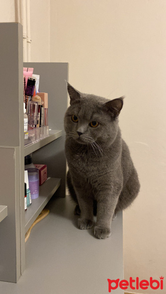 British Shorthair, Kedi  Şakir fotoğrafı