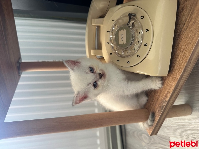 British Shorthair, Kedi  Barbi fotoğrafı