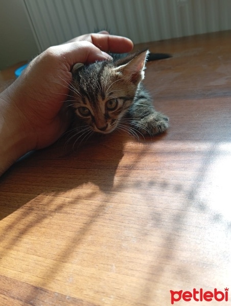 Tekir Kedi, Kedi  Hacker fotoğrafı