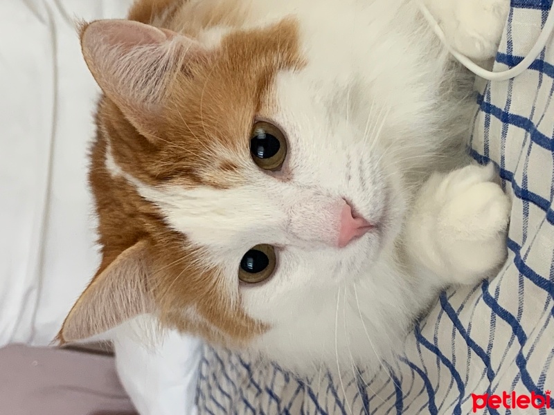 Sarman, Kedi  Turta fotoğrafı