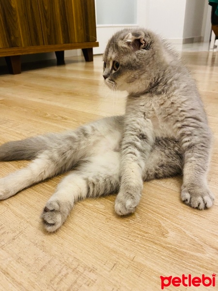 Scottish Fold, Kedi  Leyla fotoğrafı