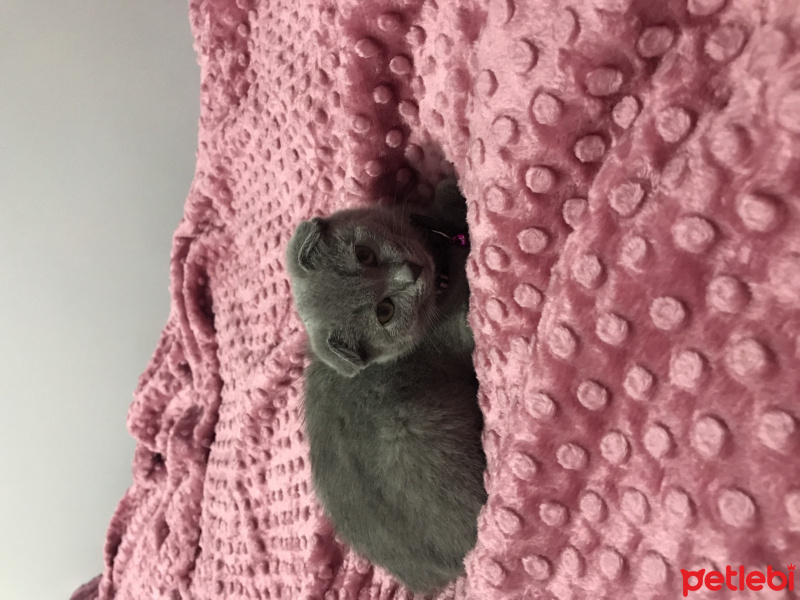 Scottish Fold, Kedi  Misha fotoğrafı