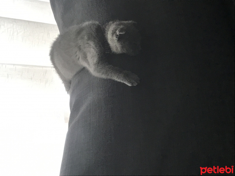 Scottish Fold, Kedi  Misha fotoğrafı