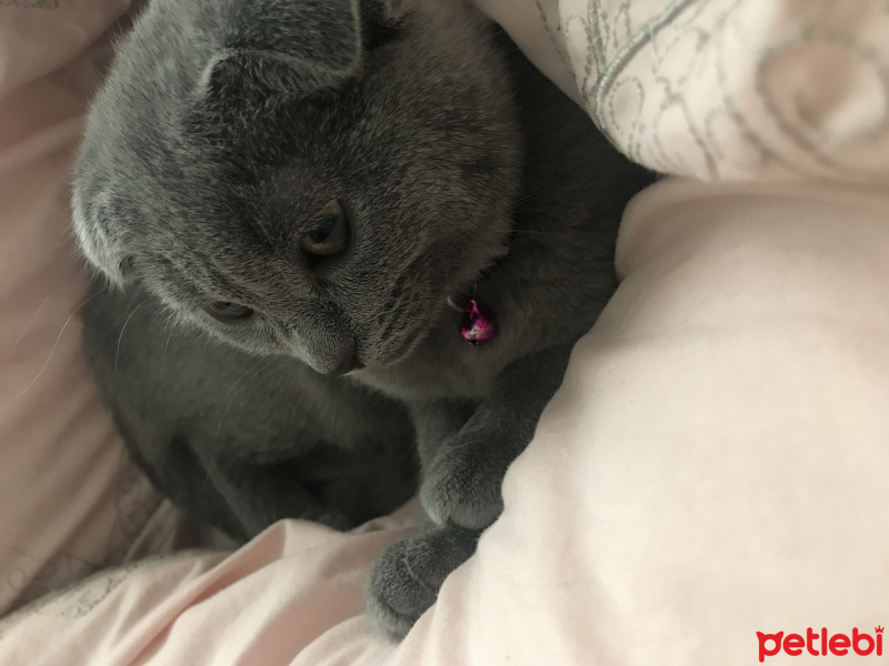 Scottish Fold, Kedi  Misha fotoğrafı
