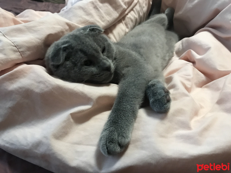 Scottish Fold, Kedi  Misha fotoğrafı