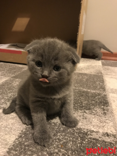 Scottish Fold, Kedi  Misha fotoğrafı