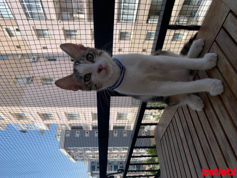 Tekir Kedi, Kedi  Cookie fotoğrafı