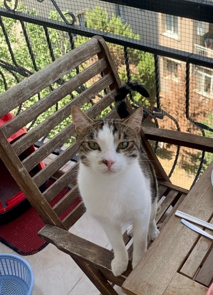 Tekir Kedi, Kedi  Cookie fotoğrafı