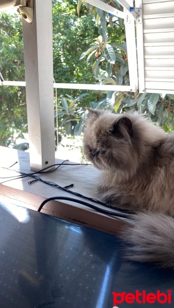 İran Kedisi (Persian), Kedi  Mia fotoğrafı