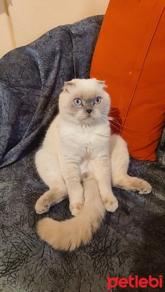 Scottish Fold, Kedi  Carlos fotoğrafı
