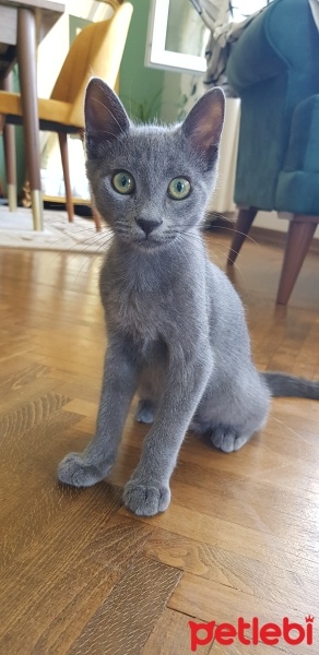 British Shorthair, Kedi  Lucky fotoğrafı