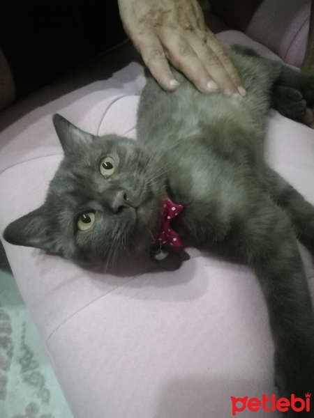 British Shorthair, Kedi  British shorthair fotoğrafı